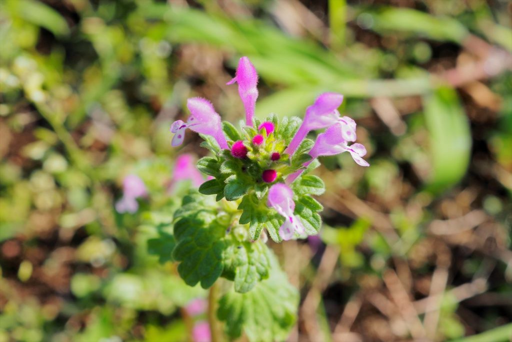 【春～初夏の雑草】ヒメオドリコソウと似てる？春の七草とは違う？ホトケノザ Saluton*Mondo ～和花の