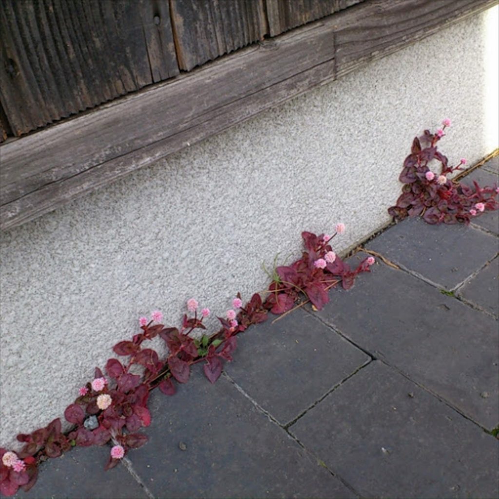 春 秋 金平糖 ポンポン ピンクの丸い花 ヒメツルソバ Saluton Mondo 和花の作業部屋