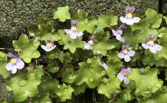 春 初夏の雑草 うさぎの耳みたい 壁を彩る薄紫の小さな花 ツタバウンラン Saluton Mondo 和花の作業部屋