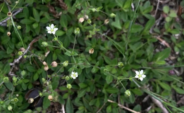 春 秋 金平糖 ポンポン ピンクの丸い花 ヒメツルソバ Saluton Mondo 和花の作業部屋