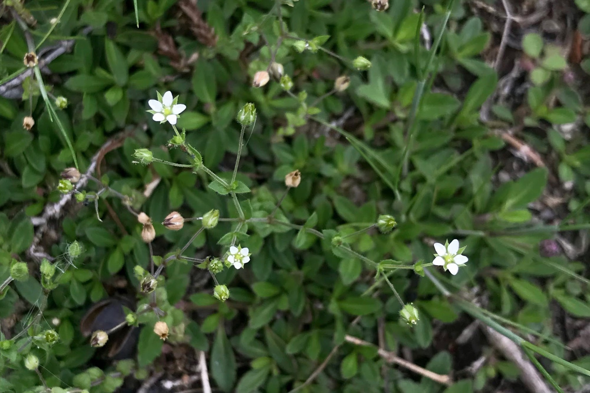 【春～初夏の雑草】ハコベよりさらに小さい白い花ノミノツヅリ Saluton*Mondo ～和花の作業部屋～