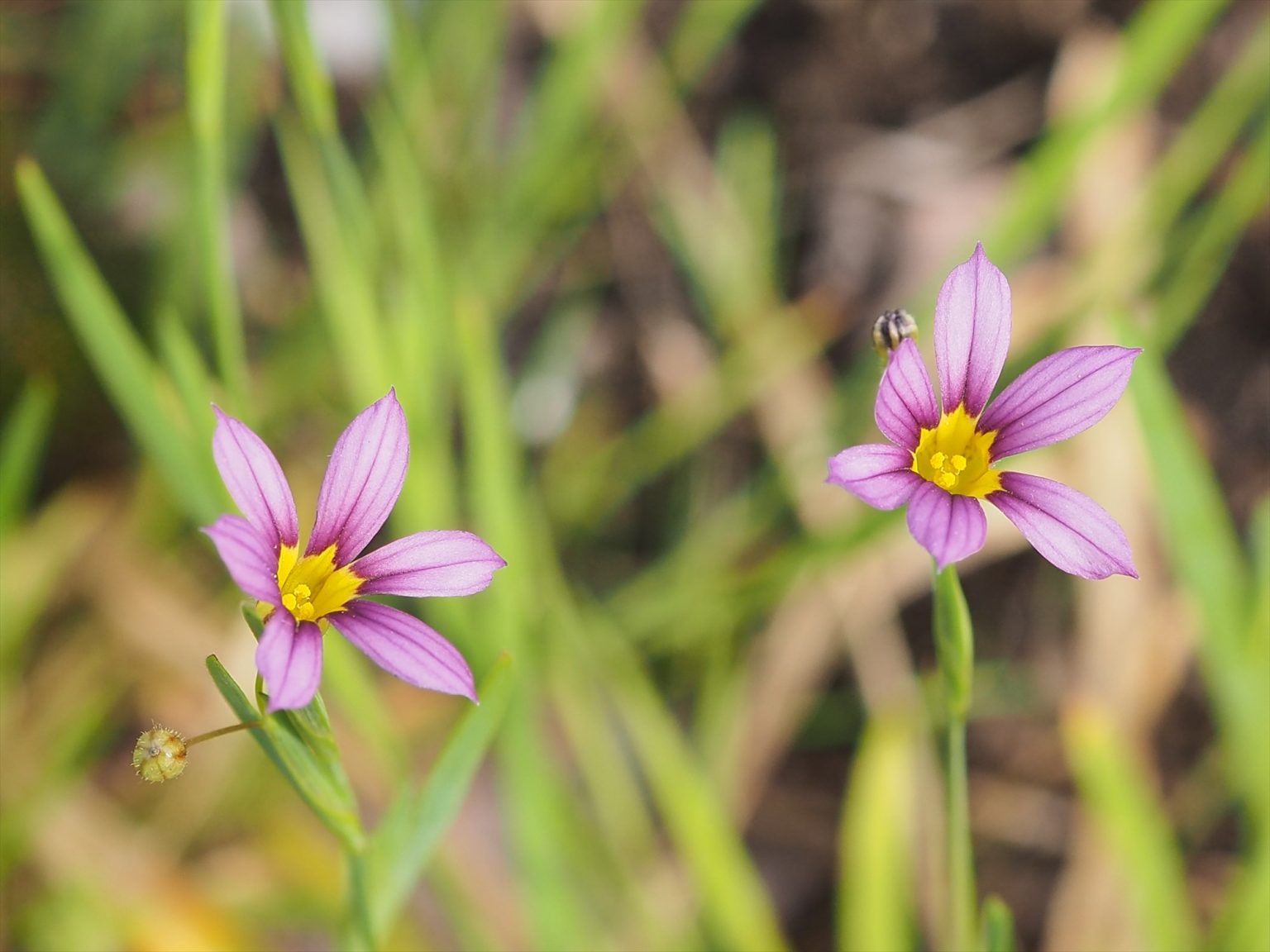 【春～初夏の雑草】紫と白の花・真ん丸の実がかわいい-ニワゼキショウ、薄紫の花はオオニワゼキショウ