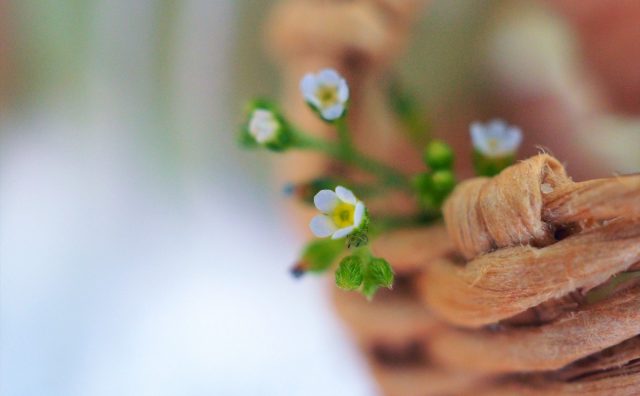 春 秋 金平糖 ポンポン ピンクの丸い花 ヒメツルソバ Saluton Mondo 和花の作業部屋