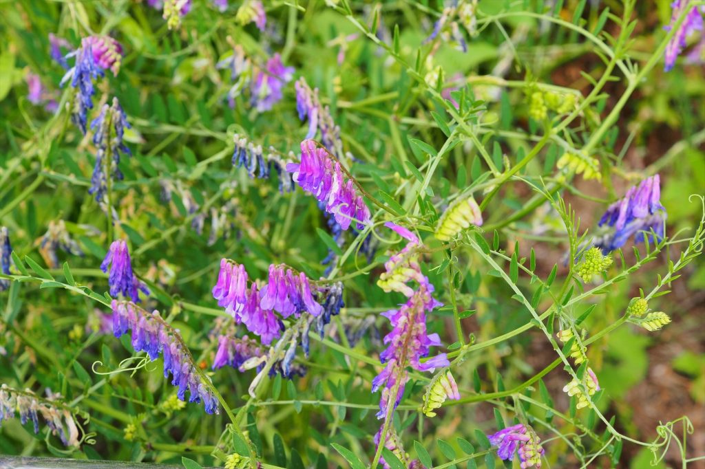 【初夏～夏の雑草】紫のグラデーションが美しいナヨクサフジクサフジとの違いも Saluton*Mondo ～和
