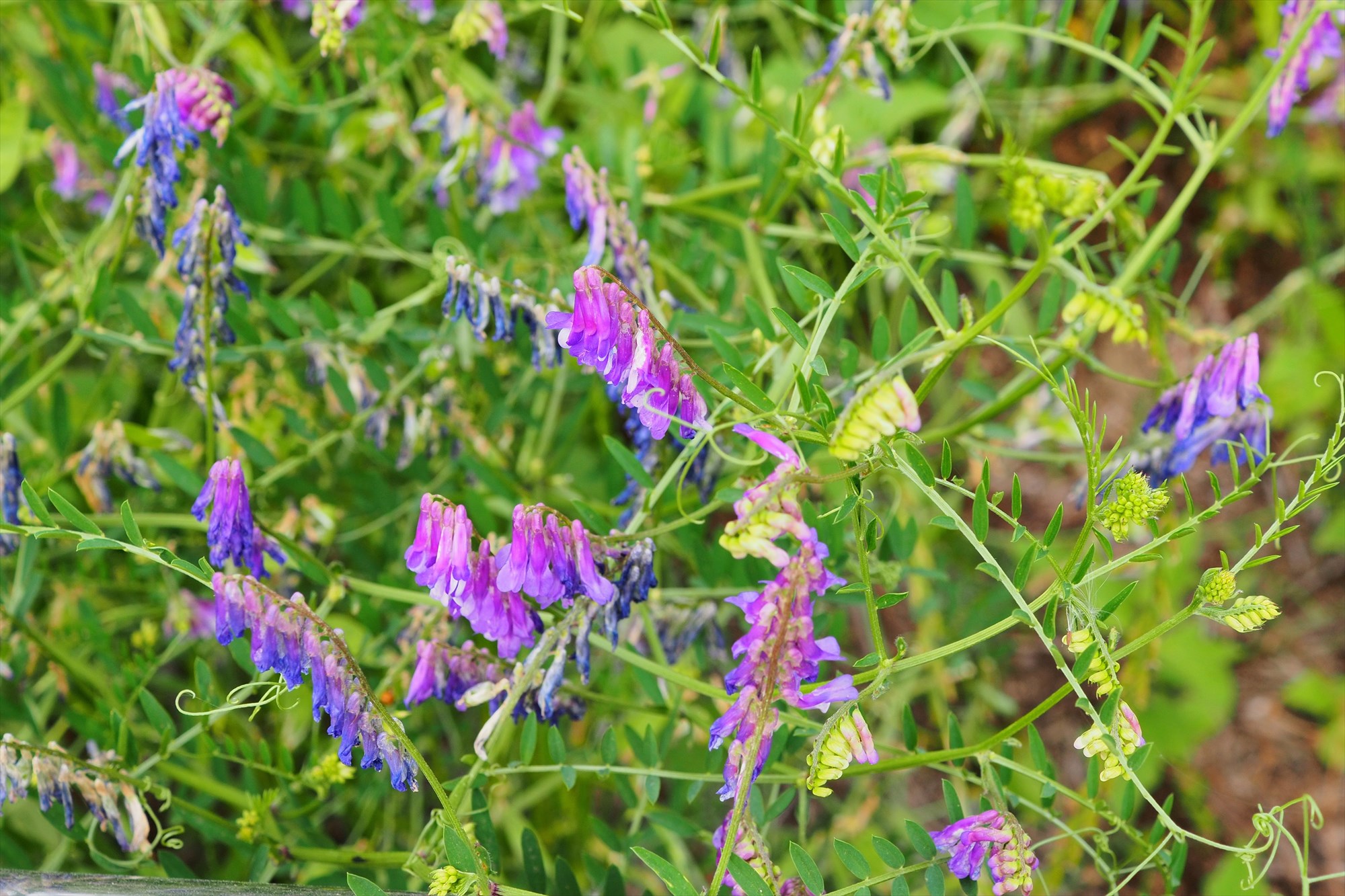 初夏 夏の雑草 紫のグラデーションが美しい ナヨクサフジ クサフジとの違いも Saluton Mondo 和花の作業部屋