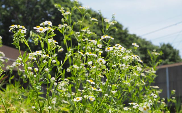 春 初秋の雑草 夕方に咲く 白い花はシロバナユウゲショウじゃなかった アカバナユウゲショウ Saluton Mondo 和花の作業部屋