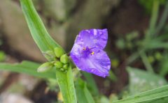 初春 春の雑草 青い花が目を引く オオイヌノフグリ Saluton Mondo 和花の作業部屋