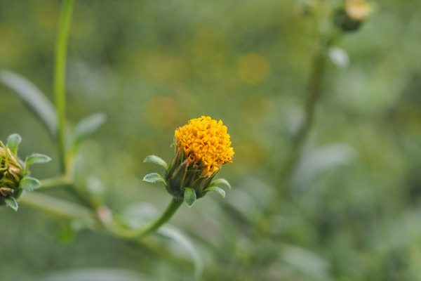 コセンダングサの花