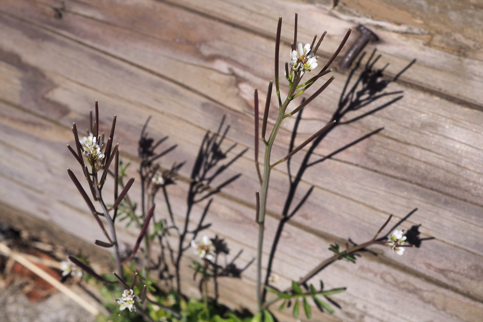 初春 春の雑草 まだ寒い時期に咲く小さな白い花 ミチタネツケバナ Saluton Mondo 和花の作業部屋
