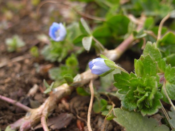初春 春の雑草 青い花が目を引く オオイヌノフグリ Saluton Mondo 和花の作業部屋