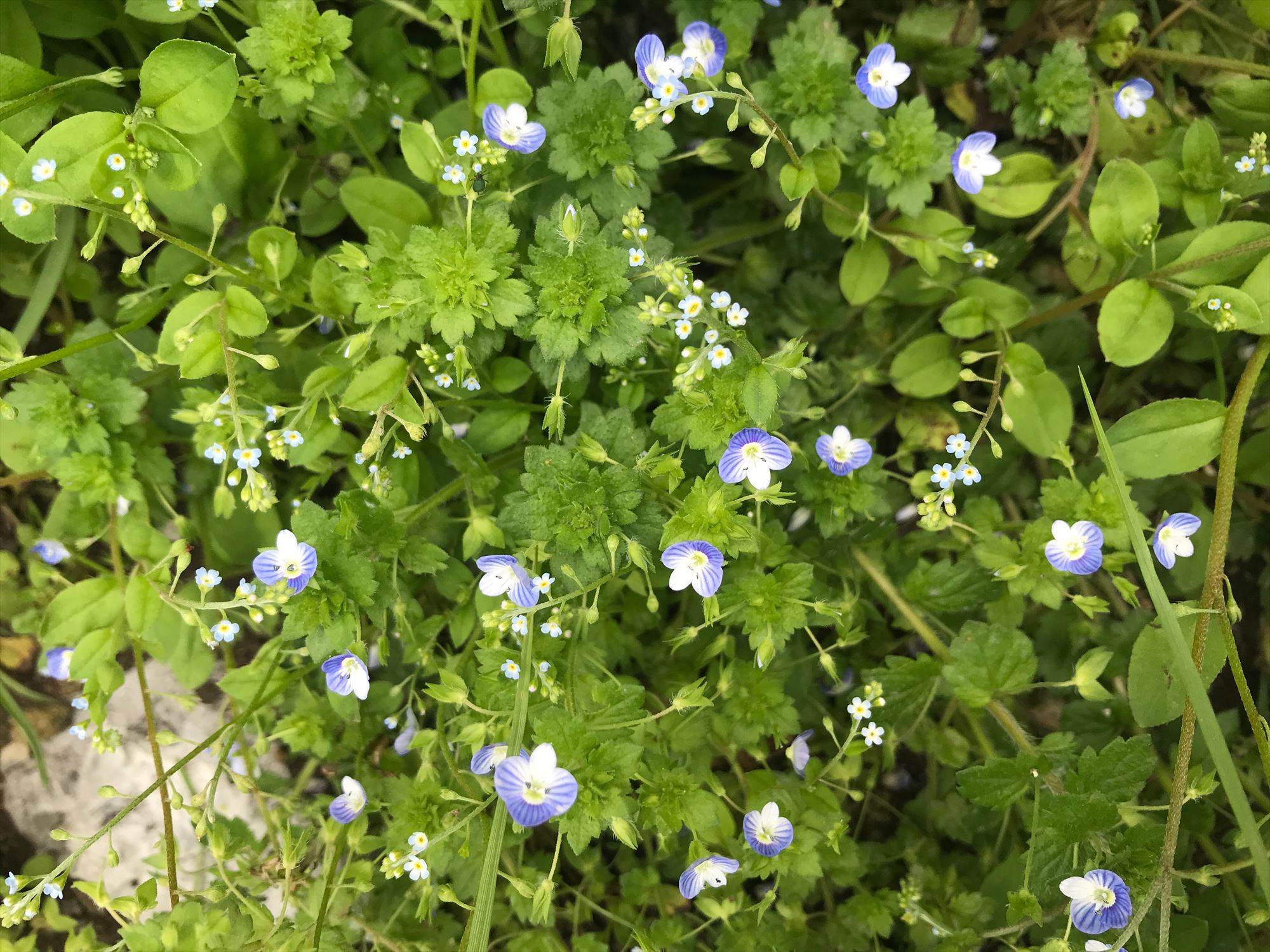 【初春～春の雑草】青い花が目を引くオオイヌノフグリ Saluton*Mondo ～和花の作業部屋～