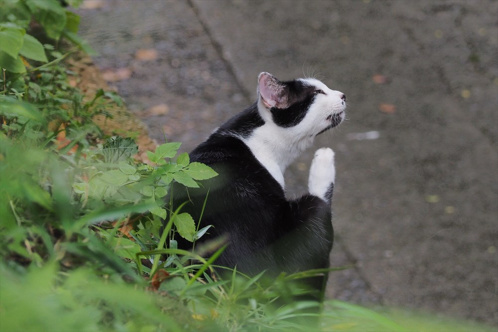 野良猫白黒