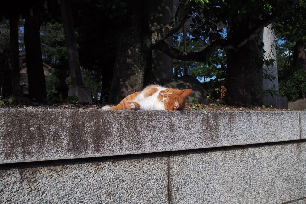 東水元香取神社の茶トラ白猫