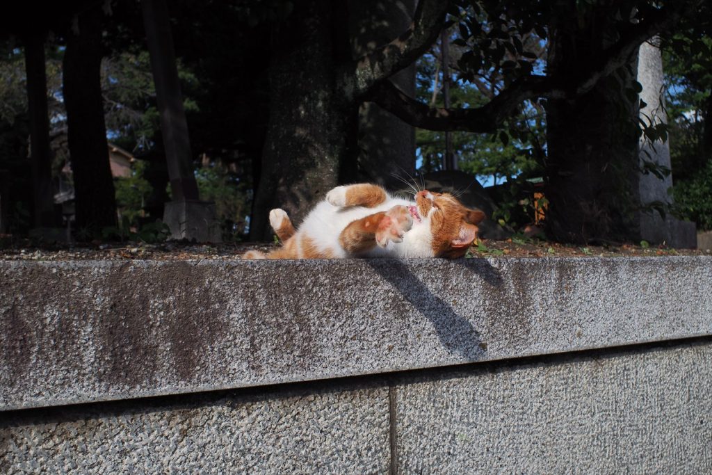 東水元香取神社の茶トラ白猫