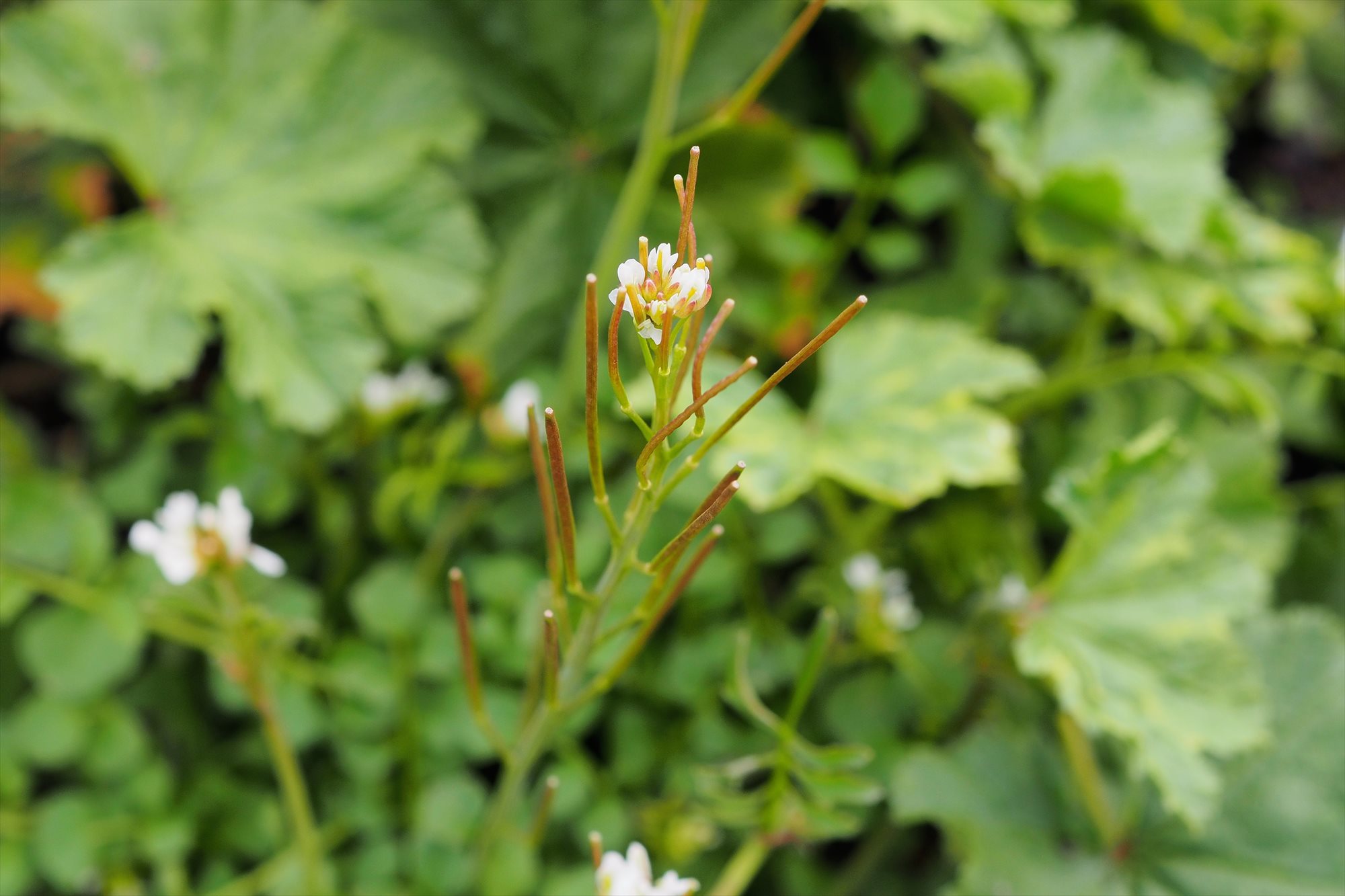 初春 春の雑草 まだ寒い時期に咲く小さな白い花 ミチタネツケバナ タネツケバナとの違いは Saluton Mondo 和花の作業部屋